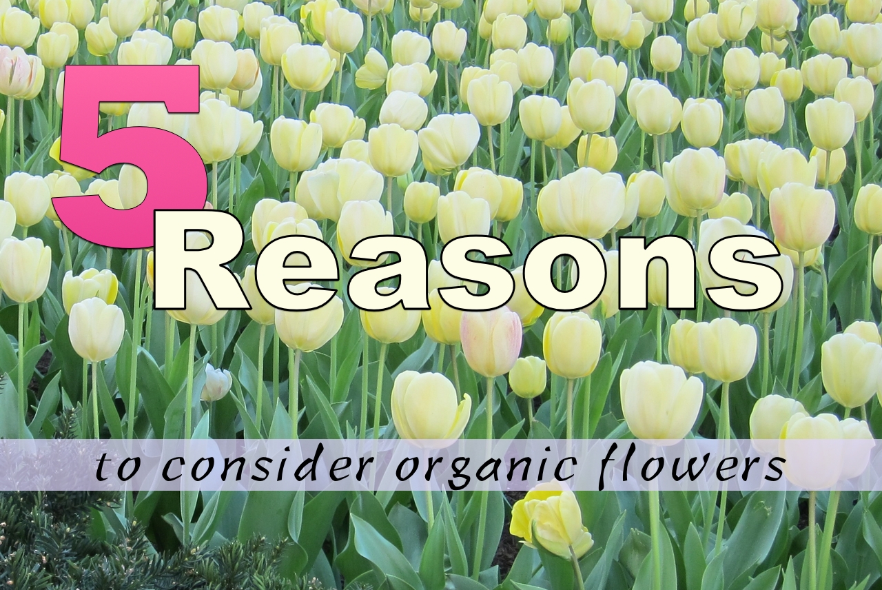 5Reasons Organic FlowersC