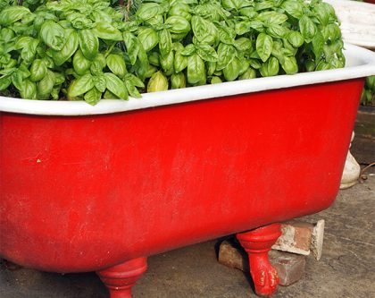 Lush, abundant basil growing in a vintage claw foot bathtub, painted red, on the patio.
