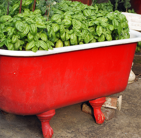 Lush, abundant basil growing in a vintage claw foot bathtub, painted red, on the patio.