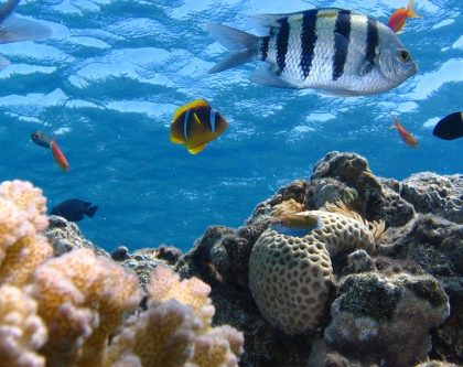 Underwater Ecosystems